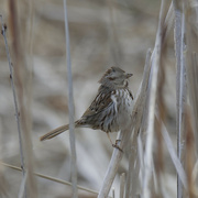 5th Apr 2024 - song sparrow