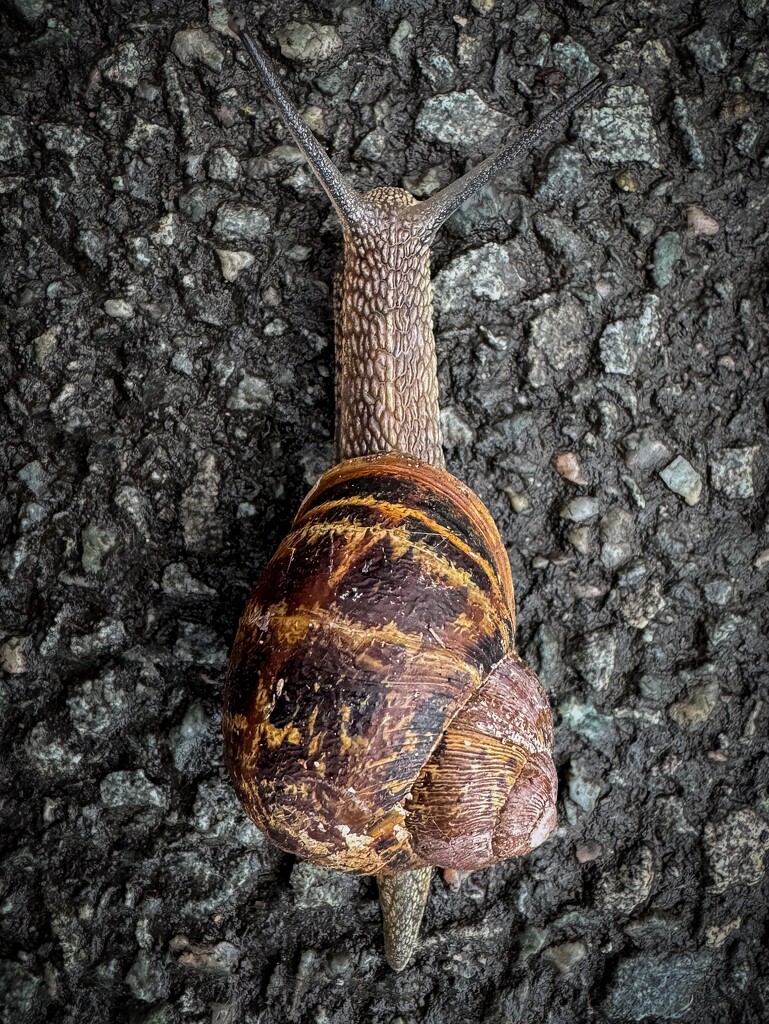 Snail by anncooke76