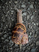 5th Apr 2024 - Snail