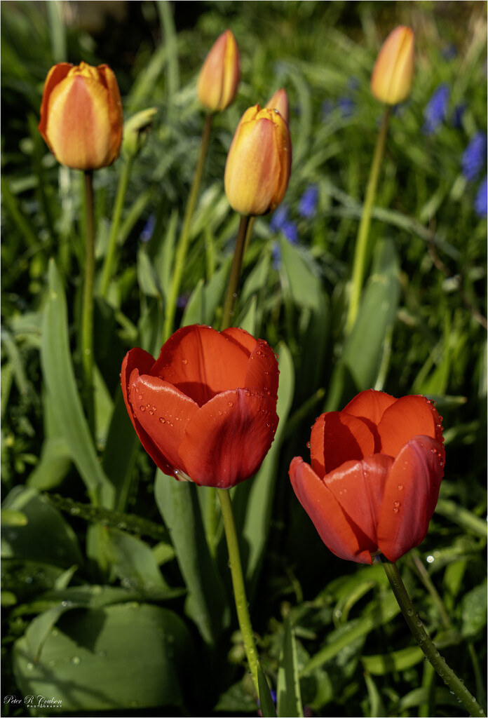 Red Tulips by pcoulson