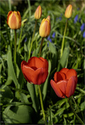 5th Apr 2024 - Red Tulips