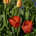 Red Tulips by pcoulson