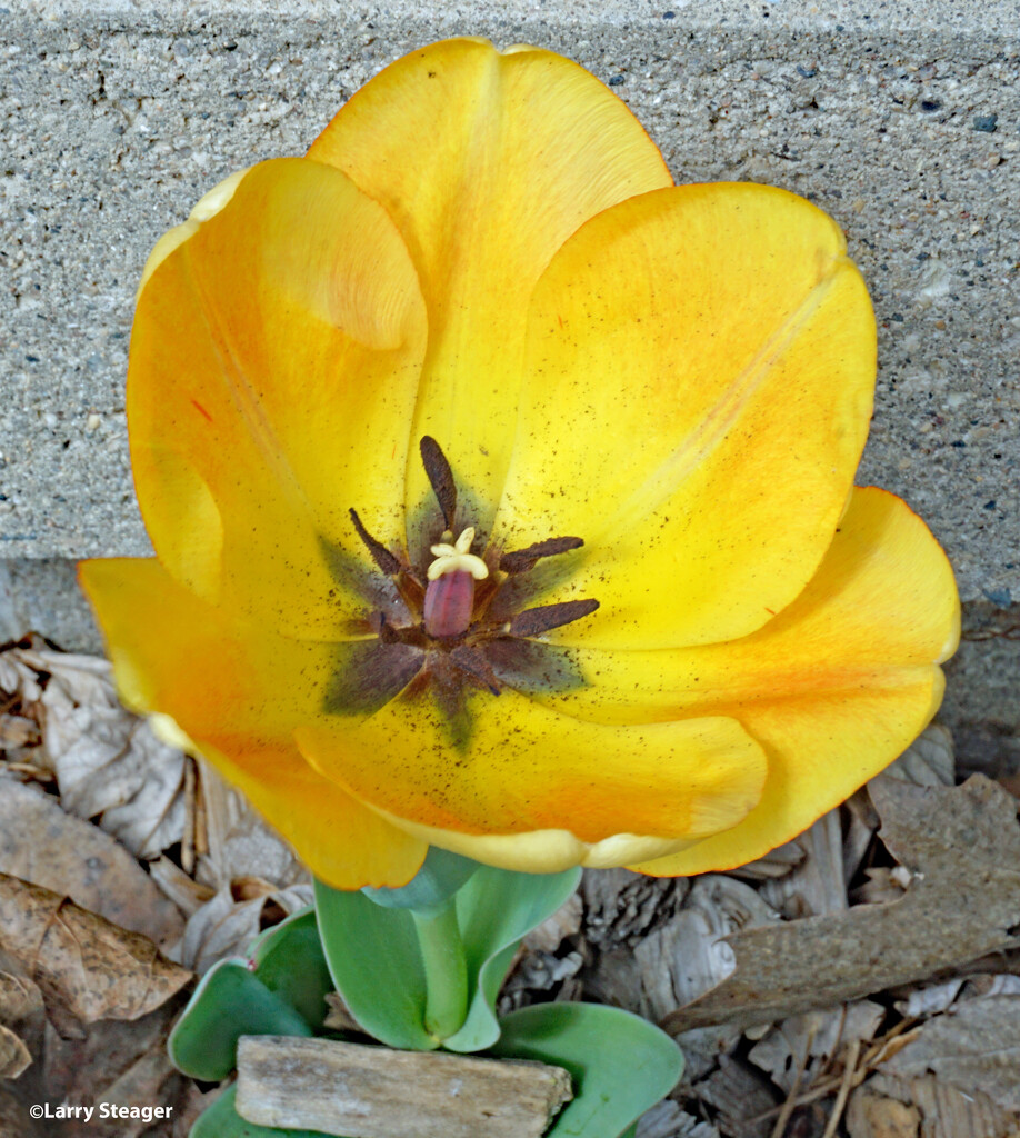Inside yellow tulip by larrysphotos