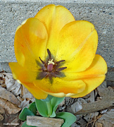 5th Apr 2024 - Inside yellow tulip