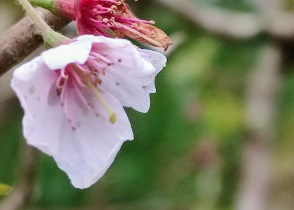 Cherry Blossom  by countrylassie