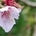 Cherry Blossom  by countrylassie