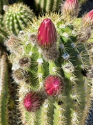 4th Apr 2024 - 4 4 Cactus buds
