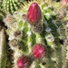 4 4 Cactus buds by sandlily
