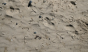 6th Apr 2024 - kiwi tracks