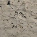 kiwi tracks