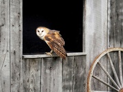 5th Apr 2024 - Barn Owl 