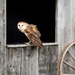 Barn Owl  by ljmanning