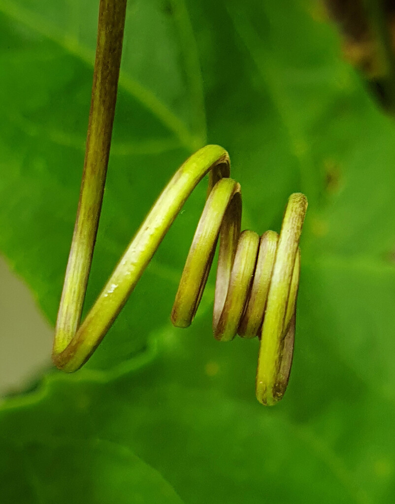 Passionfruit Vine Tendril  by onewing