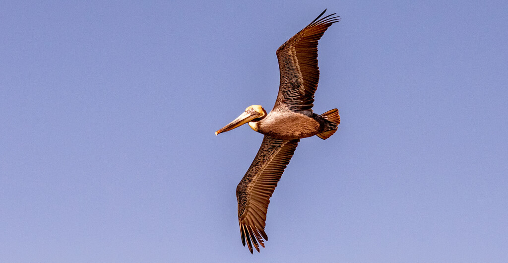 Pelican Fly-over! by rickster549