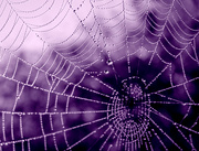 5th Apr 2024 - 30 days of webs