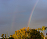 5th Apr 2024 - Rainbow Over Tree