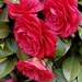Coy Camellia by gardenfolk