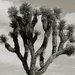 portrait of a yucca by blueberry1222