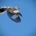 Free Bird by photohoot