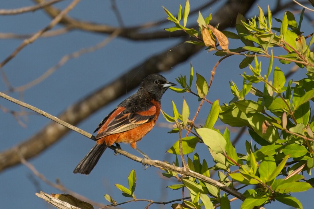 LHG_8905 Orchard oriole at shoal bay by rontu