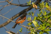 6th Apr 2024 - LHG_8905 Orchard oriole at shoal bay