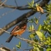 LHG_8905 Orchard oriole at shoal bay by rontu