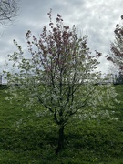 6th Apr 2024 - Blossom