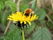 6th Apr 2024 - Busy bee!