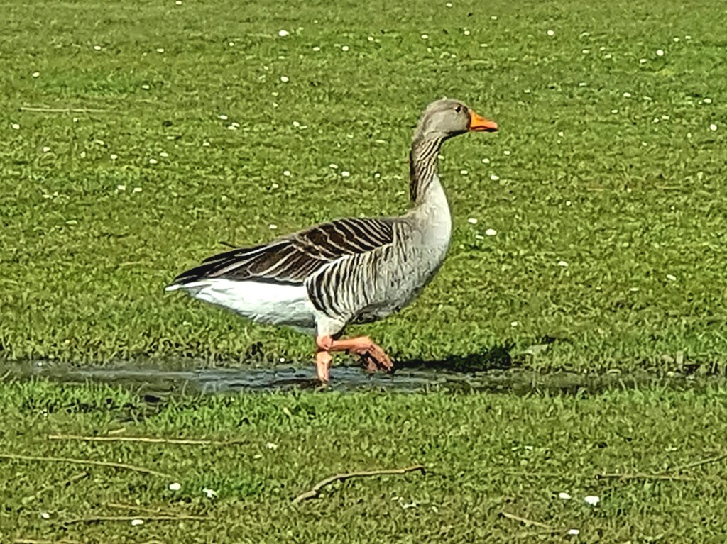 A goose from Priory  by rosiekind