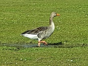 6th Apr 2024 - A goose from Priory 