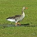 A goose from Priory  by rosiekind