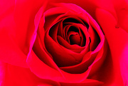 6th Apr 2024 - Red Rose...