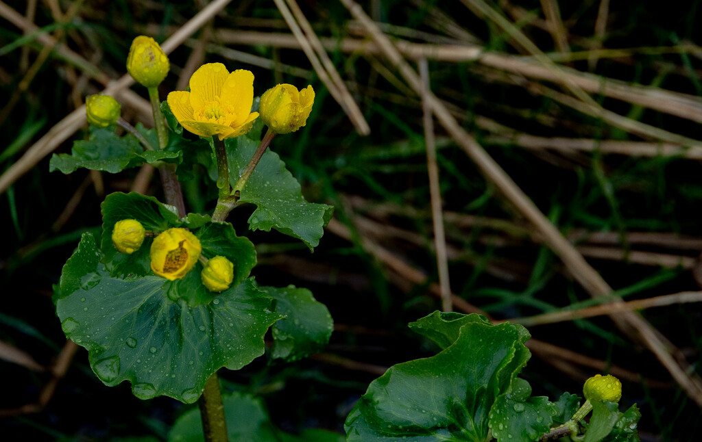 Marsh Marigold by lifeat60degrees
