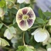 Happy Helebores by lisab514
