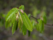 6th Apr 2024 - Young hornbeam leaves