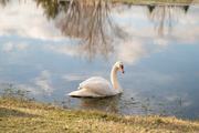 3rd Apr 2024 - single swan