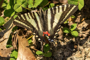 5th Apr 2024 - Zebra Swallowtail