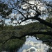 Reflections in the tidal creek next to my apartment by congaree