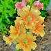 Snapdragons by congaree