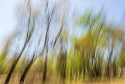 6th Apr 2024 - Bent in the Breeze ICM