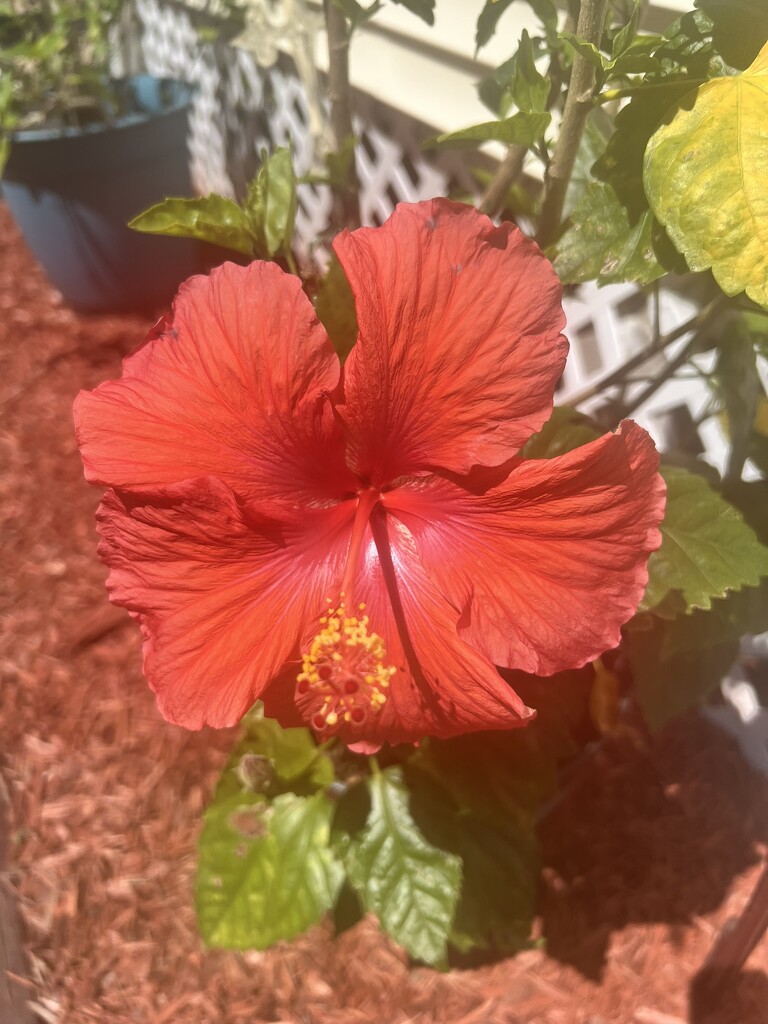 Hibiscus Time by ladydoc