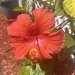 Hibiscus Time