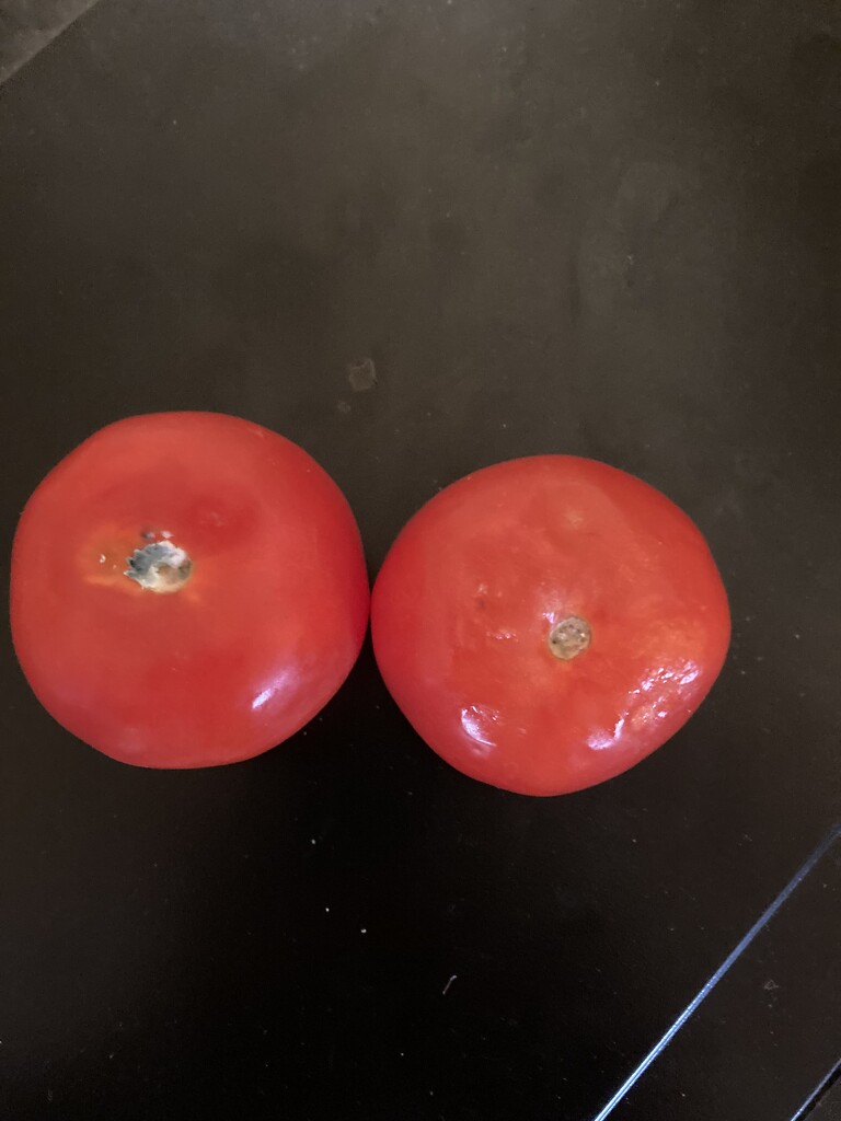 Fresh Tomato Day by spanishliz