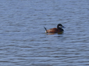 6th Apr 2024 - ruddy duck