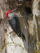 6th Apr 2024 - red-bellied woodpecker