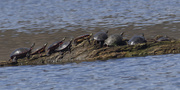 6th Apr 2024 - painted turtles