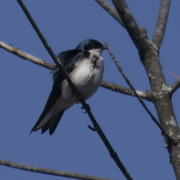 6th Apr 2024 - tree swallow 