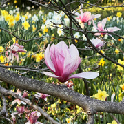 5th Apr 2024 - Magnolias & Daffodils