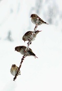 6th Apr 2024 - 4 Finches On 1 Willow Branch