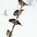 4 Finches On 1 Willow Branch by paintdipper